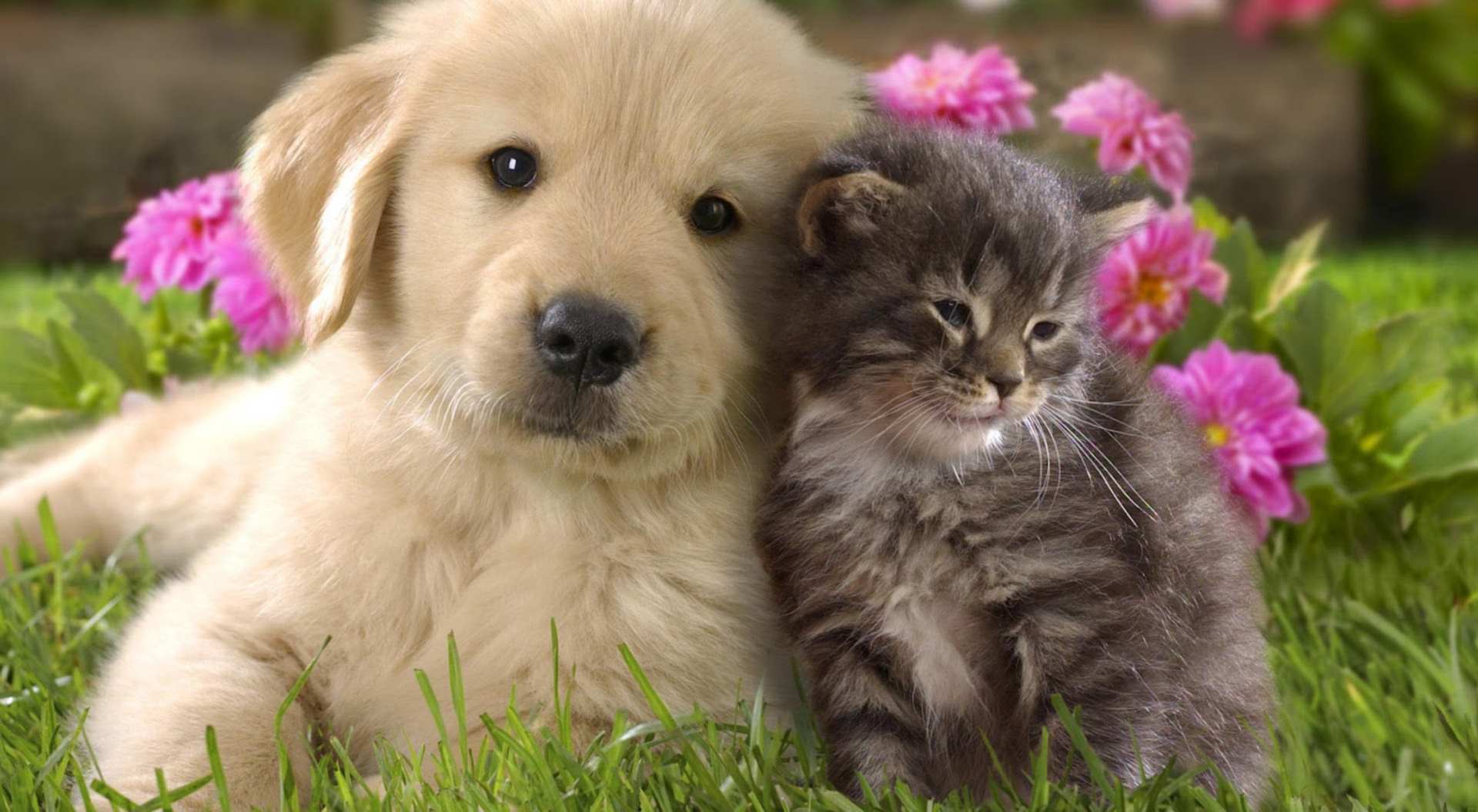 cat-and-dog-cuddlingbg